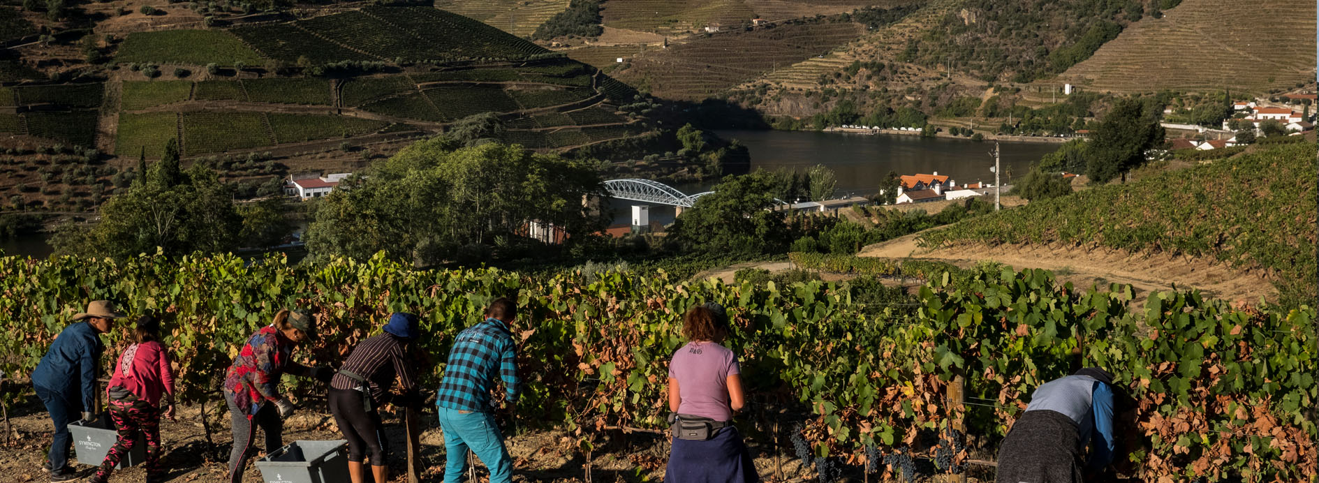 harvest-douro