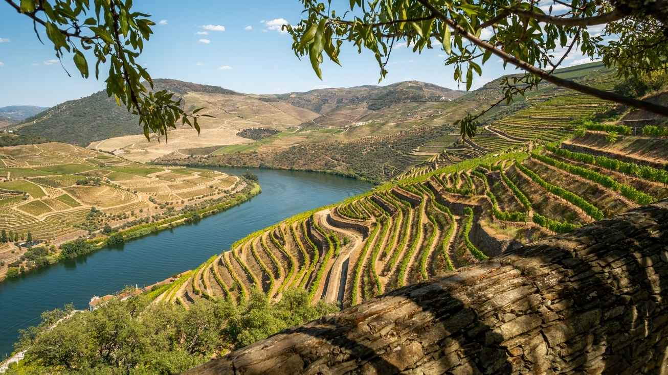alto douro socalcos