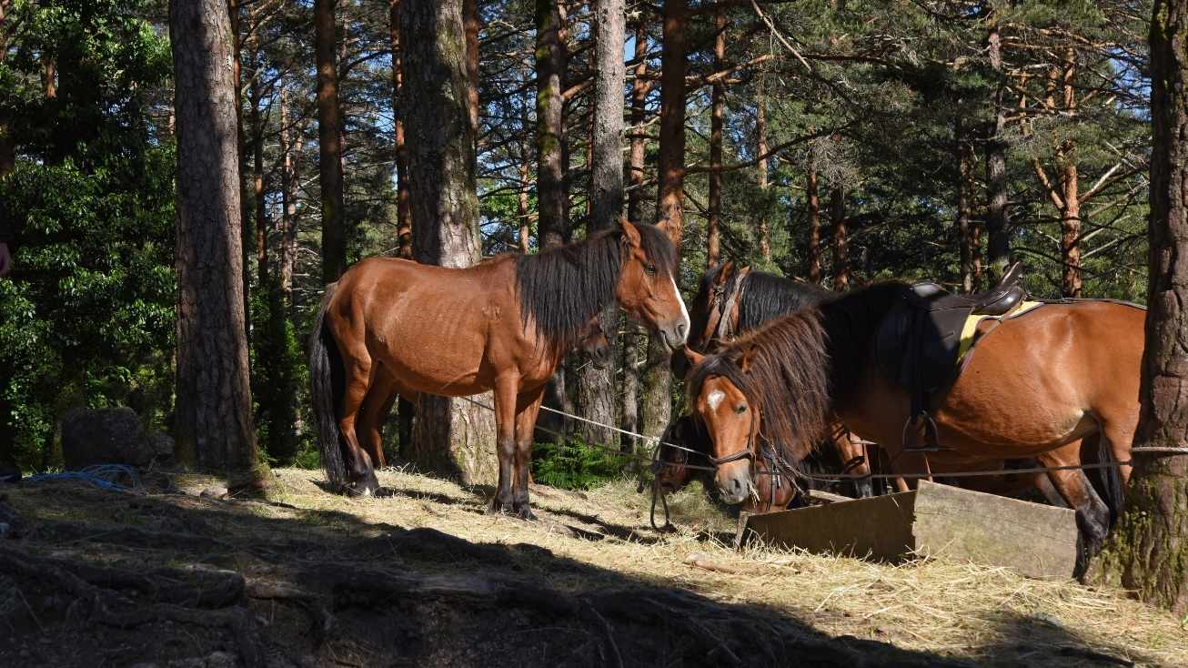 cavalos geres