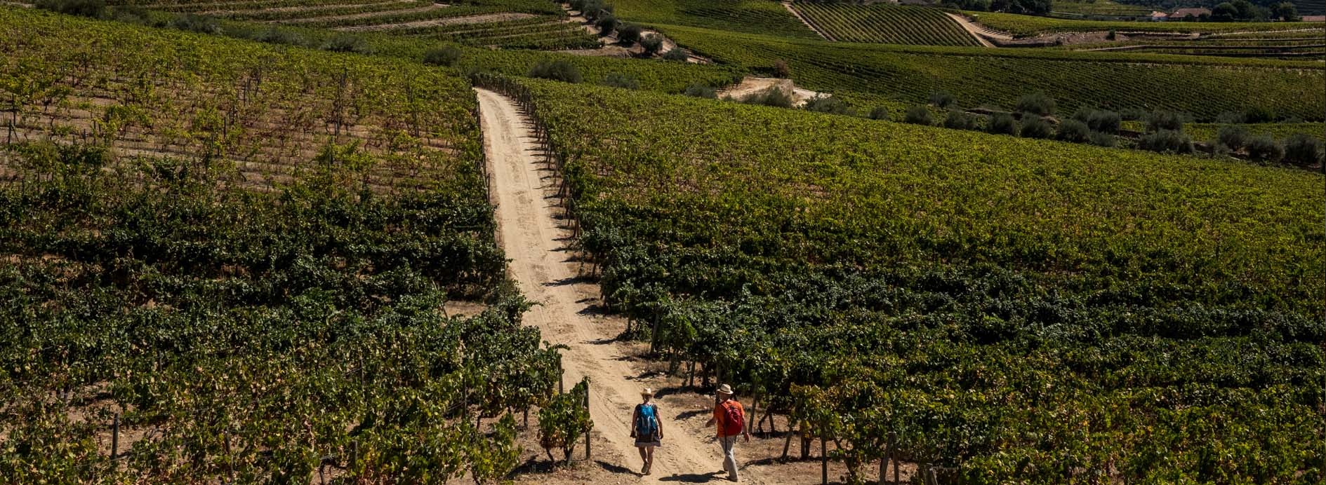 passeio-nas-vinhas-douro