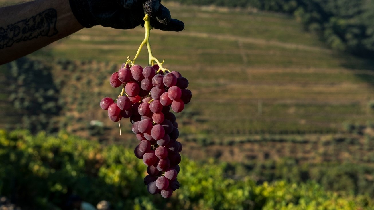rota dos vinhos douro